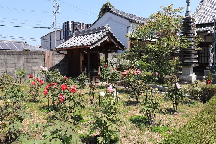 安楽院のボタン【花】
