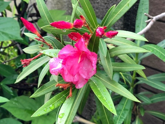 公園にある一部の植物には毒性のものが含まれていますのでご注意ください