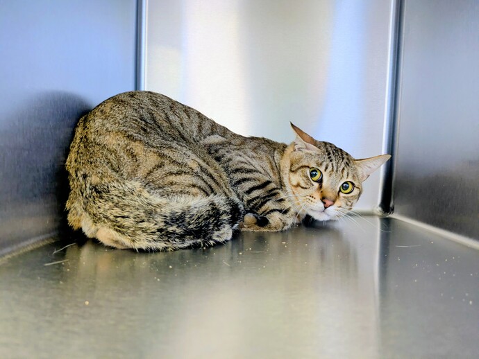 保健所にいる猫を飼いたい