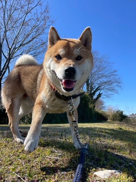 保健所にいる犬を飼いたい