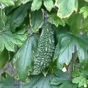 令和8年度 緑のカーテン栽培講座（予約制）［南区］