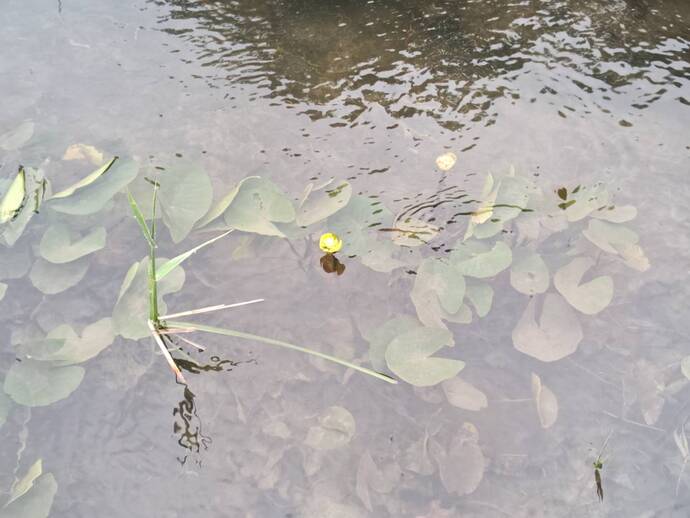 第1回アースレンジャー自然体験塾（体験編）