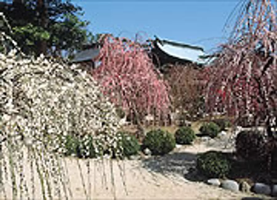 【結城神社】 どんど行事