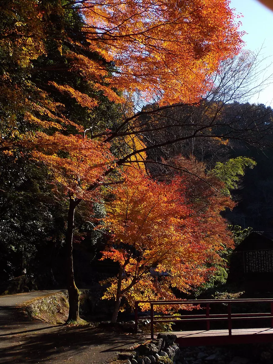 【紅葉】伊勢山上飯福田寺の紅葉