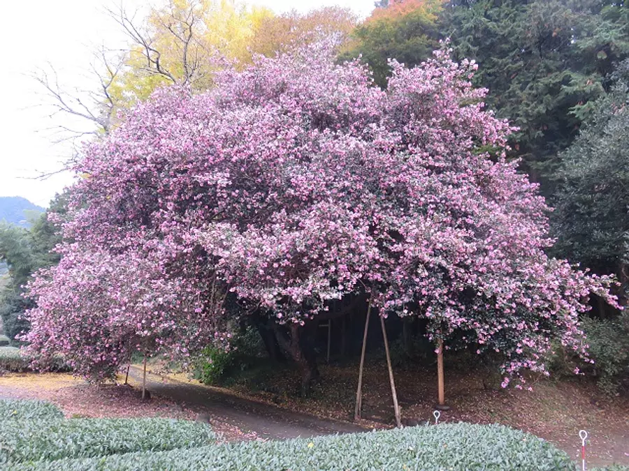【花】粥見のサザンカ