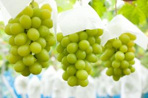 摘んで！食べて！ブドウを満喫しよう