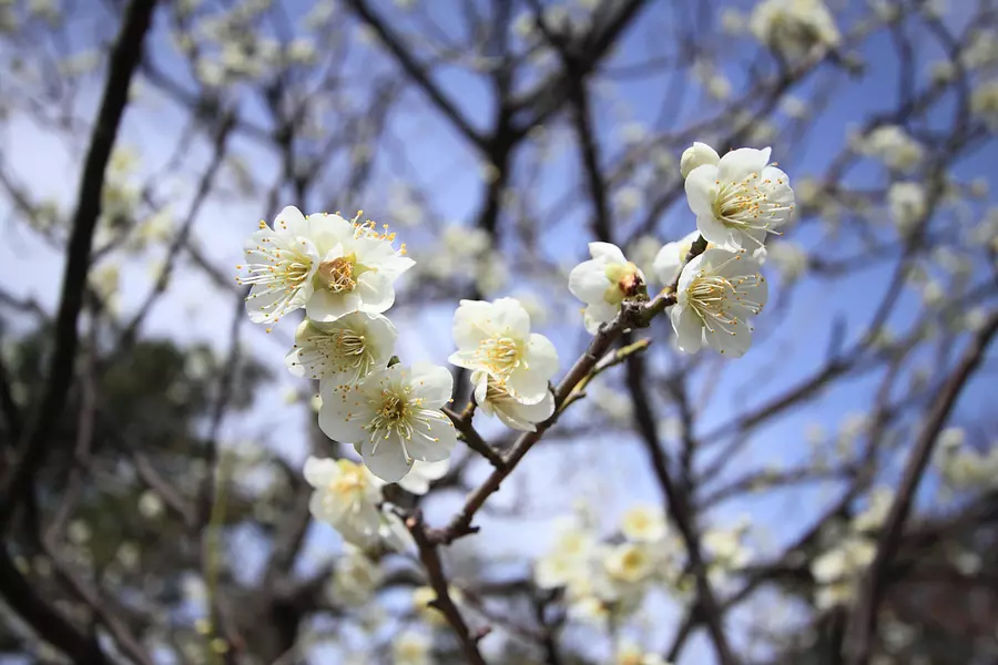【花】松阪公園（松坂城跡）の梅（開花状況・見頃やアクセス情報も掲載）