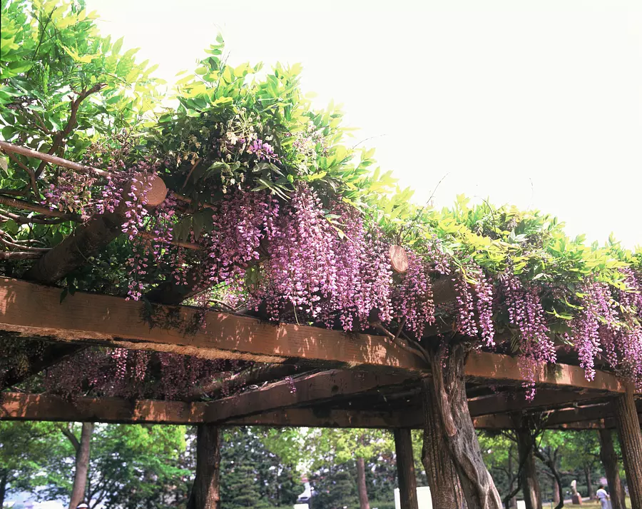 【花】藤（中部台運動公園）