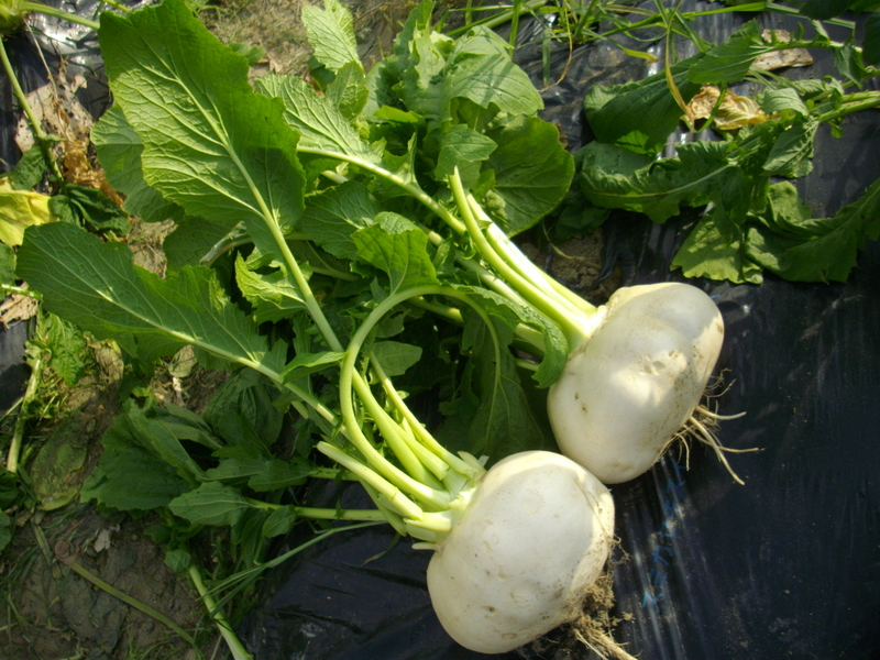 ふれあい農園（サツマイモ、秋冬野菜の部）参加者募集2026