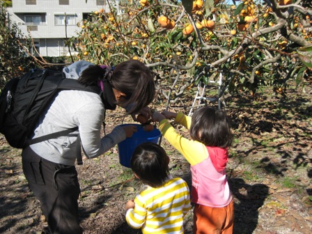 ふれあい農園（カキの部）参加者募集2026