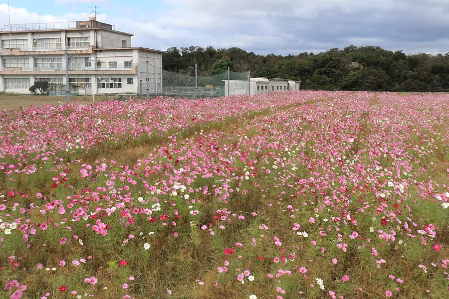 比自岐のコスモス、ひじき収穫祭【2026年10月25日(日)】