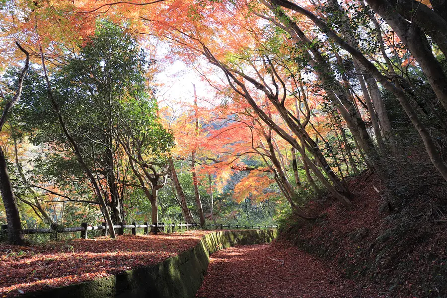 岩倉峡公園の紅葉