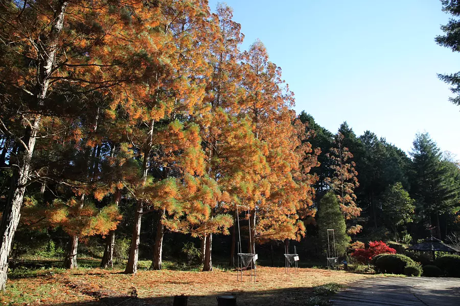 秋の里山 レッドヒルヒーサーの森