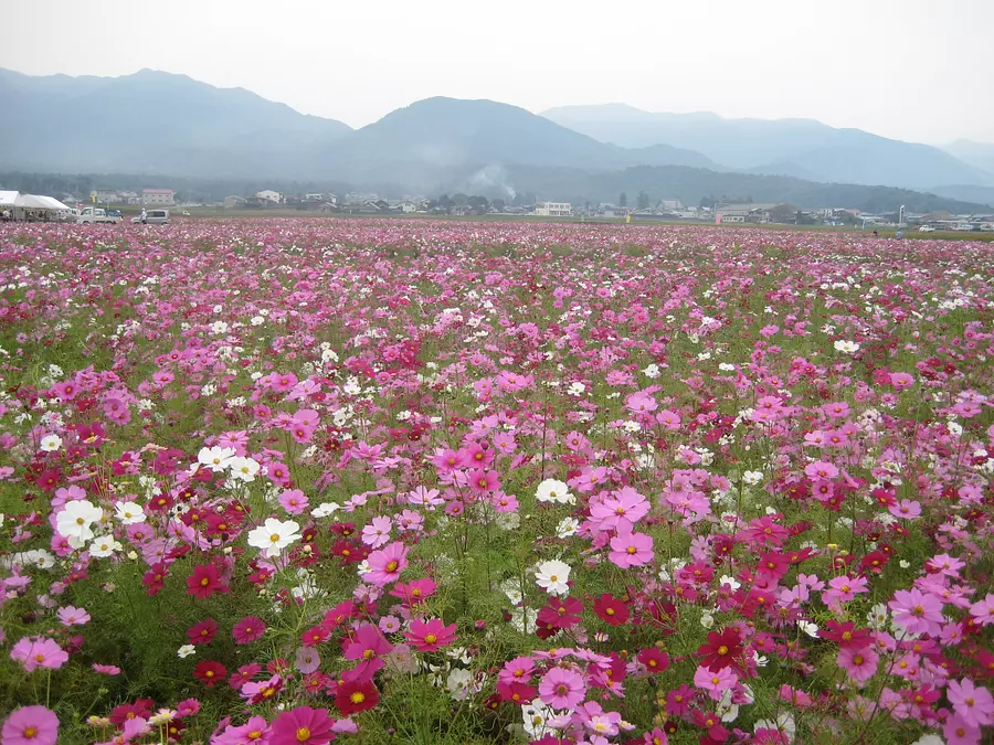 菰野町 田光のコスモス