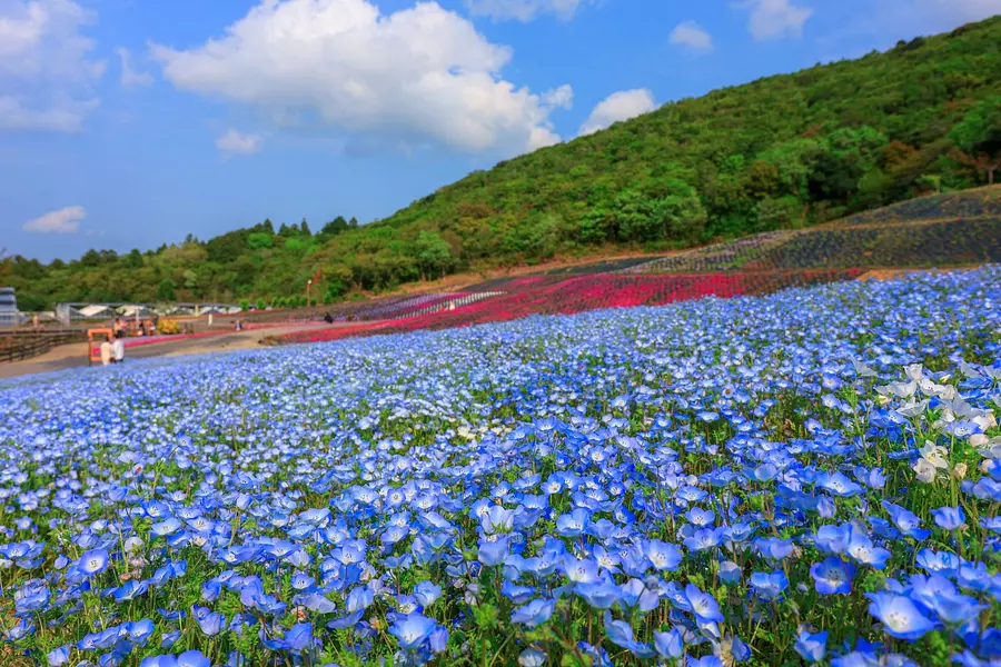 志摩市観光農園のネモフィラと芝桜